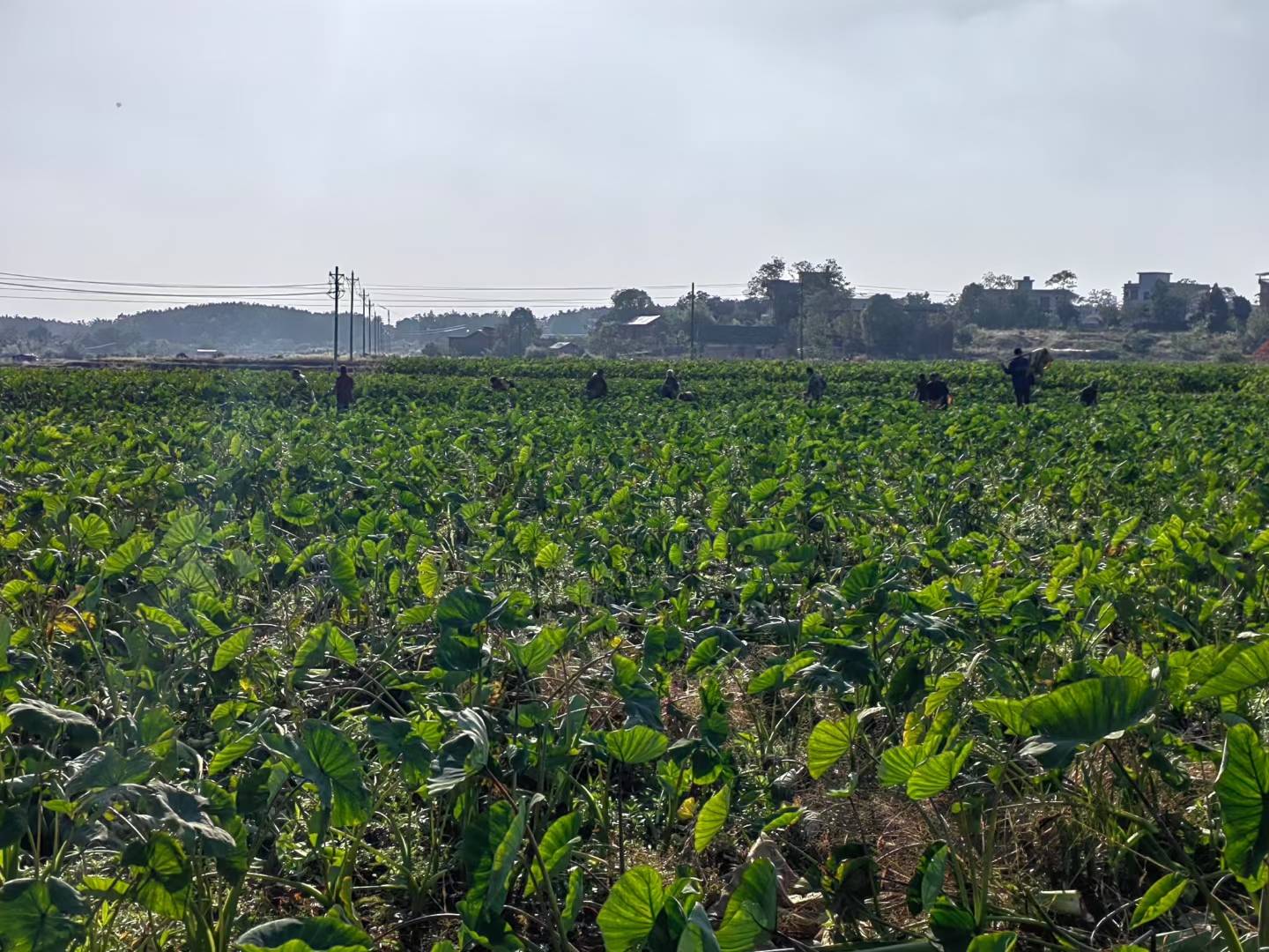 图示为广西荔浦地区10月下旬成熟的荔浦芋头田间实景 荔浦芋头田间成熟状态