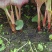 精品折耳根芽子一手货源货源充足量大从优对接全国