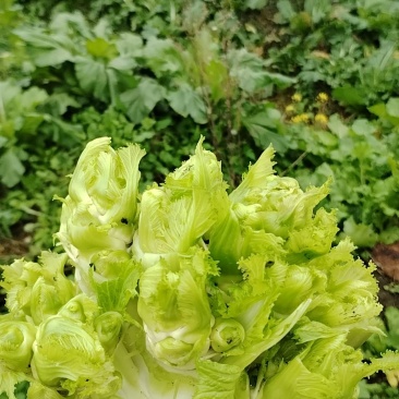 儿菜