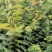 榉树苗，红榉苗（基地自产自销，没有中间商，价格实惠）