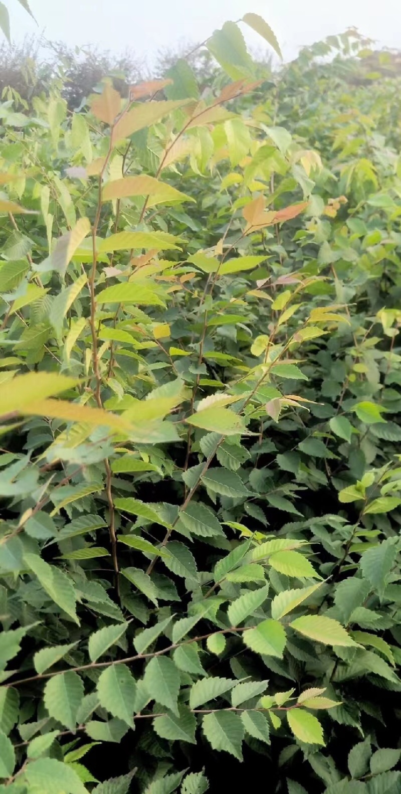 榉树苗，红榉苗（基地自产自销，没有中间商，价格实惠）