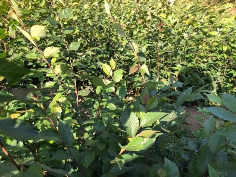 榉树苗，红榉苗（基地自产自销，没有中间商，价格实惠）
