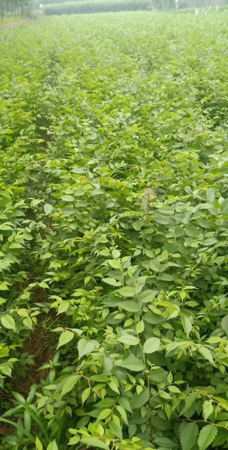 榉树苗，红榉苗（基地自产自销，没有中间商，价格实惠）