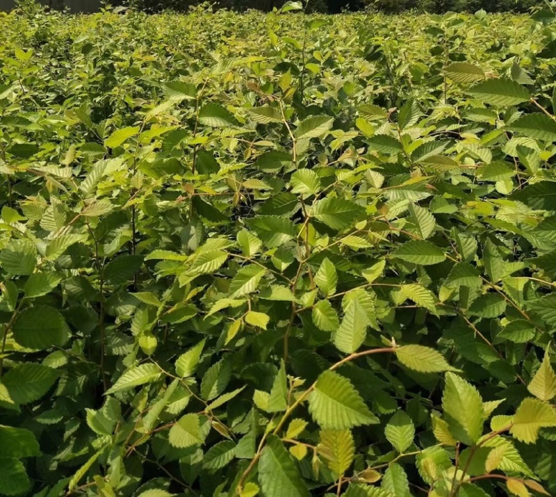 榉树苗，红榉苗（基地自产自销，没有中间商，价格实惠）