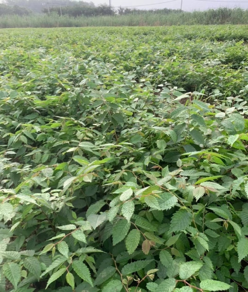 榉树苗，红榉苗（基地自产自销，没有中间商，价格实惠）