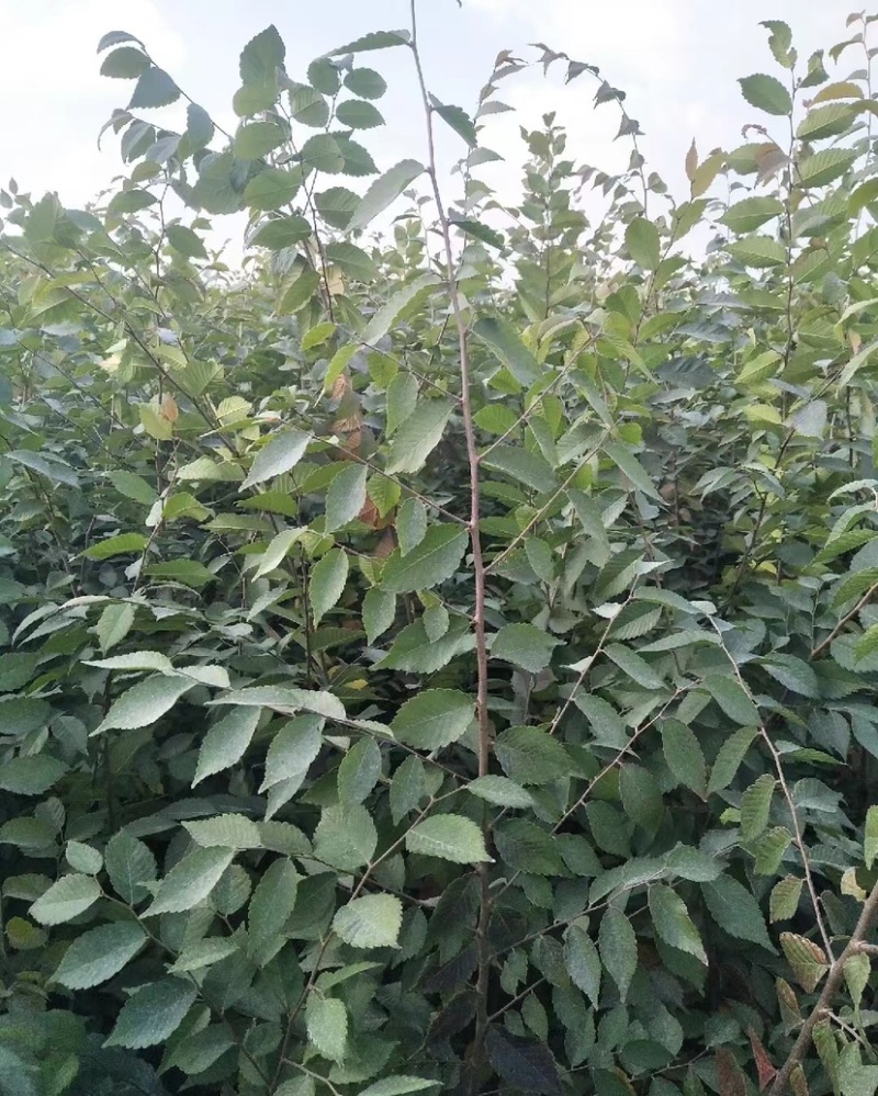 榉树苗，红榉苗（基地自产自销，没有中间商，价格实惠）