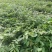 榉树苗，红榉苗（基地自产自销，没有中间商，价格实惠）