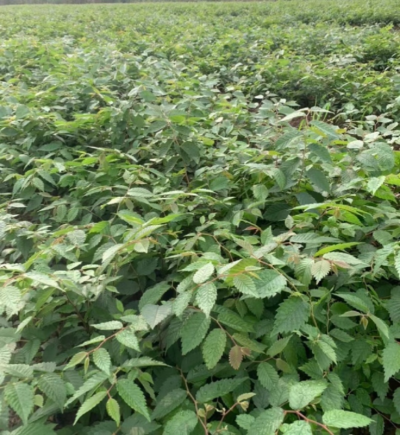 榉树苗，红榉苗（基地自产自销，没有中间商，价格实惠）