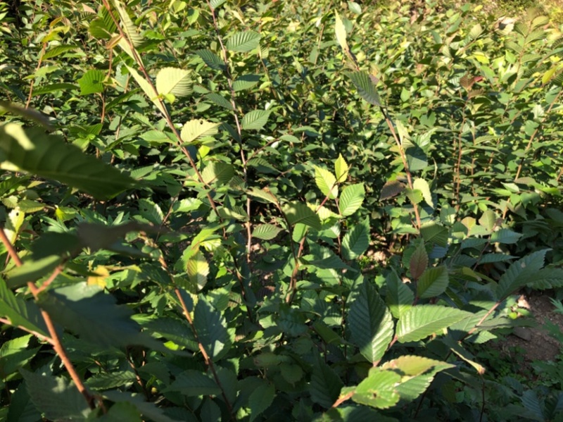 榉树苗，红榉苗（基地自产自销，没有中间商，价格实惠）