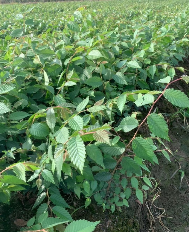 榉树苗，红榉苗（基地自产自销，没有中间商，价格实惠）