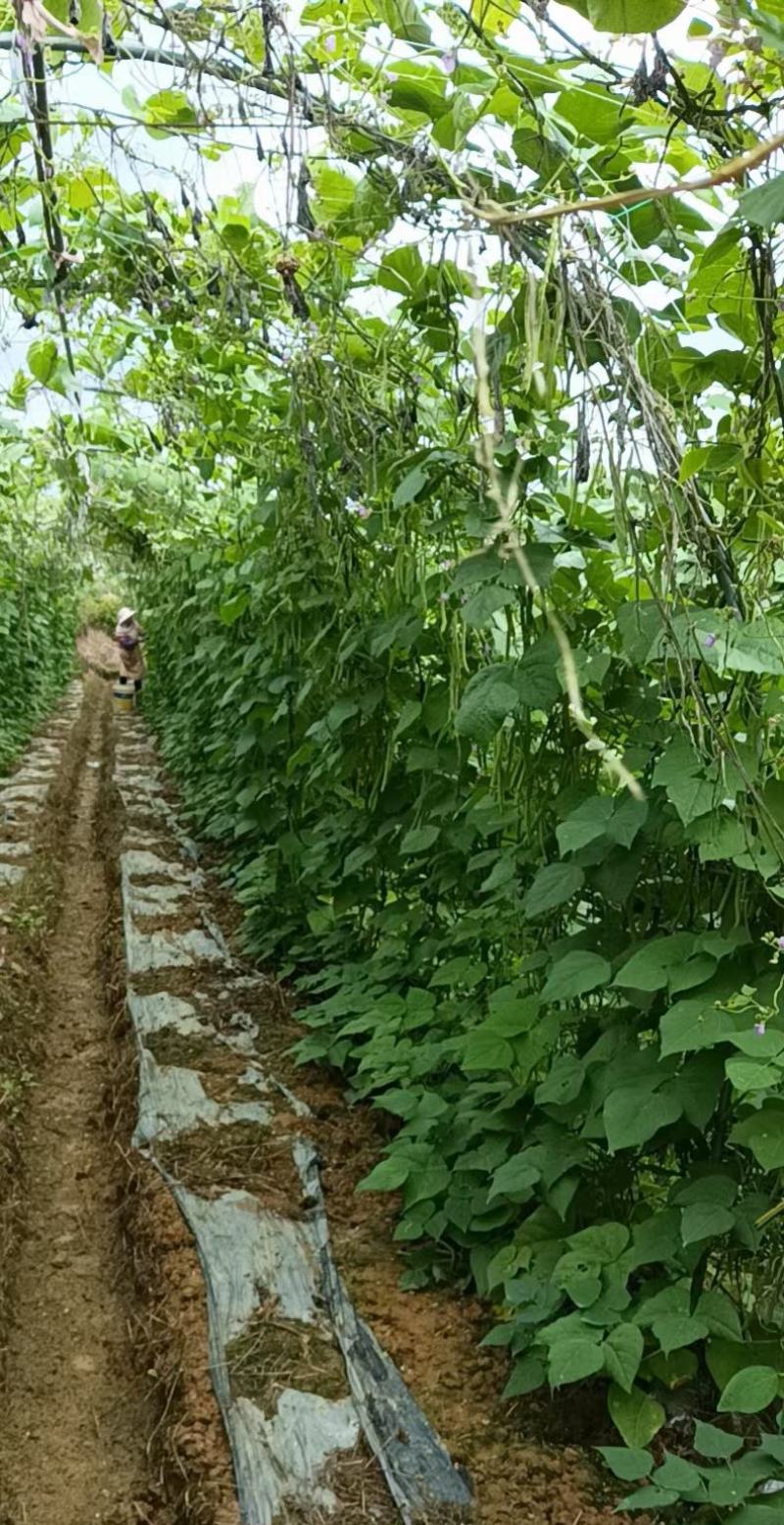 四季豆种子红花青荚早熟结荚多无筋品质好春秋季均可种植