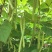 四季豆种子红花青荚早熟结荚多无筋品质好春秋季均可种植
