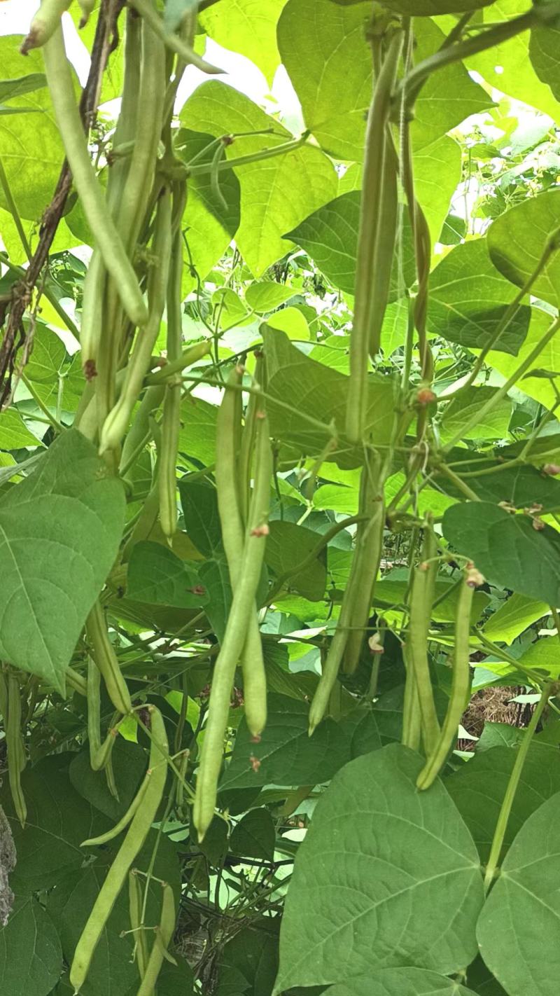 四季豆种子红花青荚早熟结荚多无筋品质好春秋季均可种植
