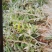 铁皮石斛2年训化苗品种优良植株健壮连根出售