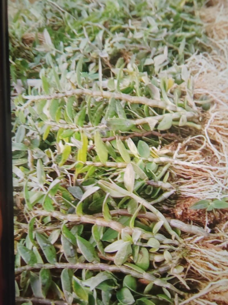 铁皮石斛2年训化苗品种优良植株健壮连根出售
