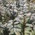 铁皮石斛2年训化苗品种优良植株健壮连根出售