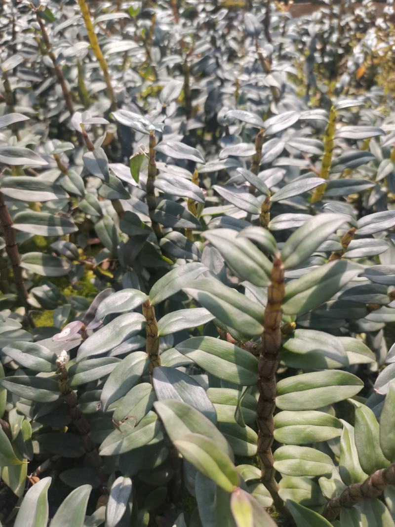 铁皮石斛2年训化苗品种优良植株健壮连根出售