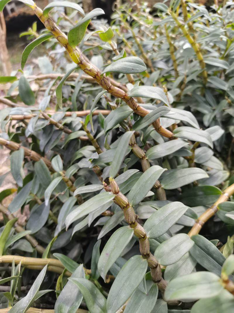 铁皮石斛2年训化苗品种优良植株健壮连根出售