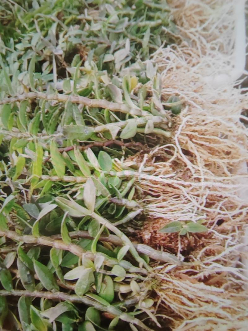 铁皮石斛2年训化苗品种优良植株健壮连根出售
