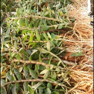 铁皮石斛2年训化苗品种优良植株健壮连根出售