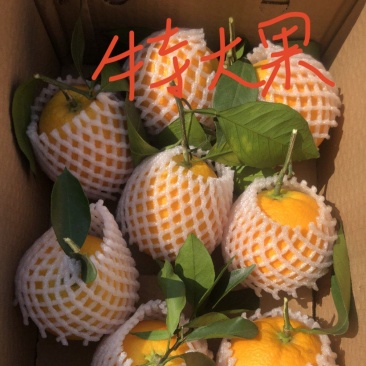 冰糖橙纯甜无酸正宗冰糖橙现摘现发对接全国客商代发全国