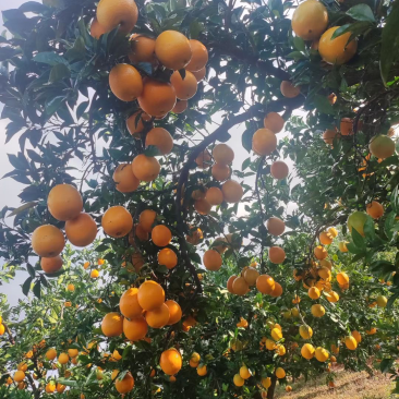 赣南脐橙发源地
