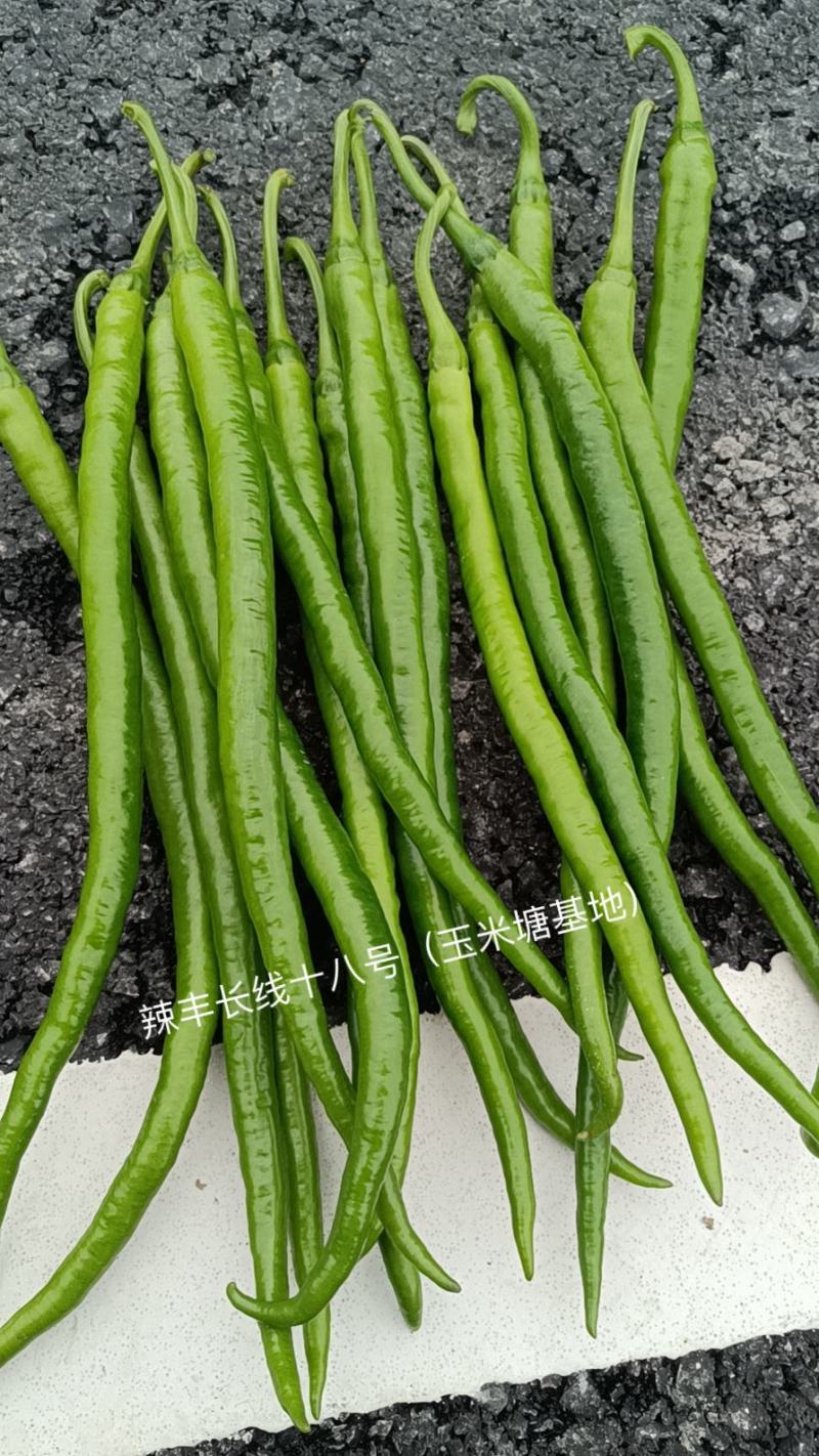 永利辣椒种辣丰长线十八号线椒种子特长线椒种籽软皮香辣顺直