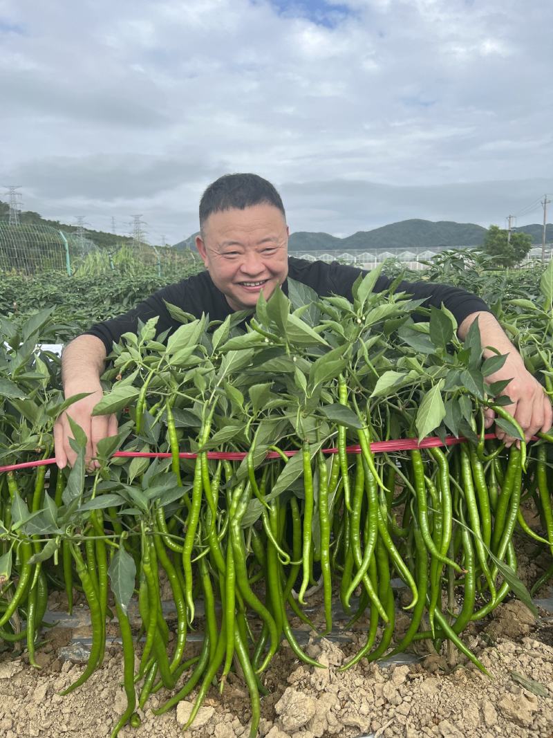 永利辣椒种辣丰长线十八号线椒种子特长线椒种籽软皮香辣顺直