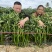 永利辣椒种辣丰长线十八号线椒种子特长线椒种籽软皮香辣顺直