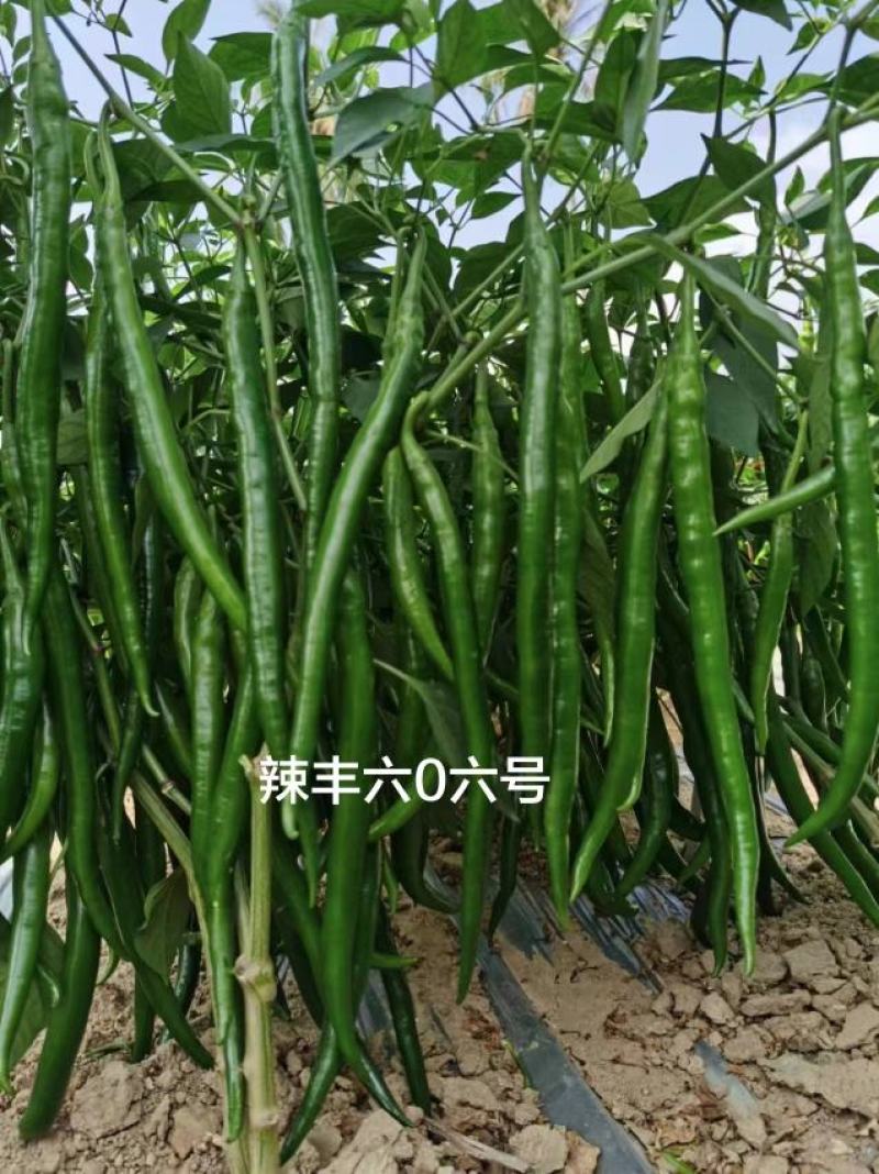 辣丰606号辣椒种子深绿色线椒种子三号椒早熟高产光亮顺直