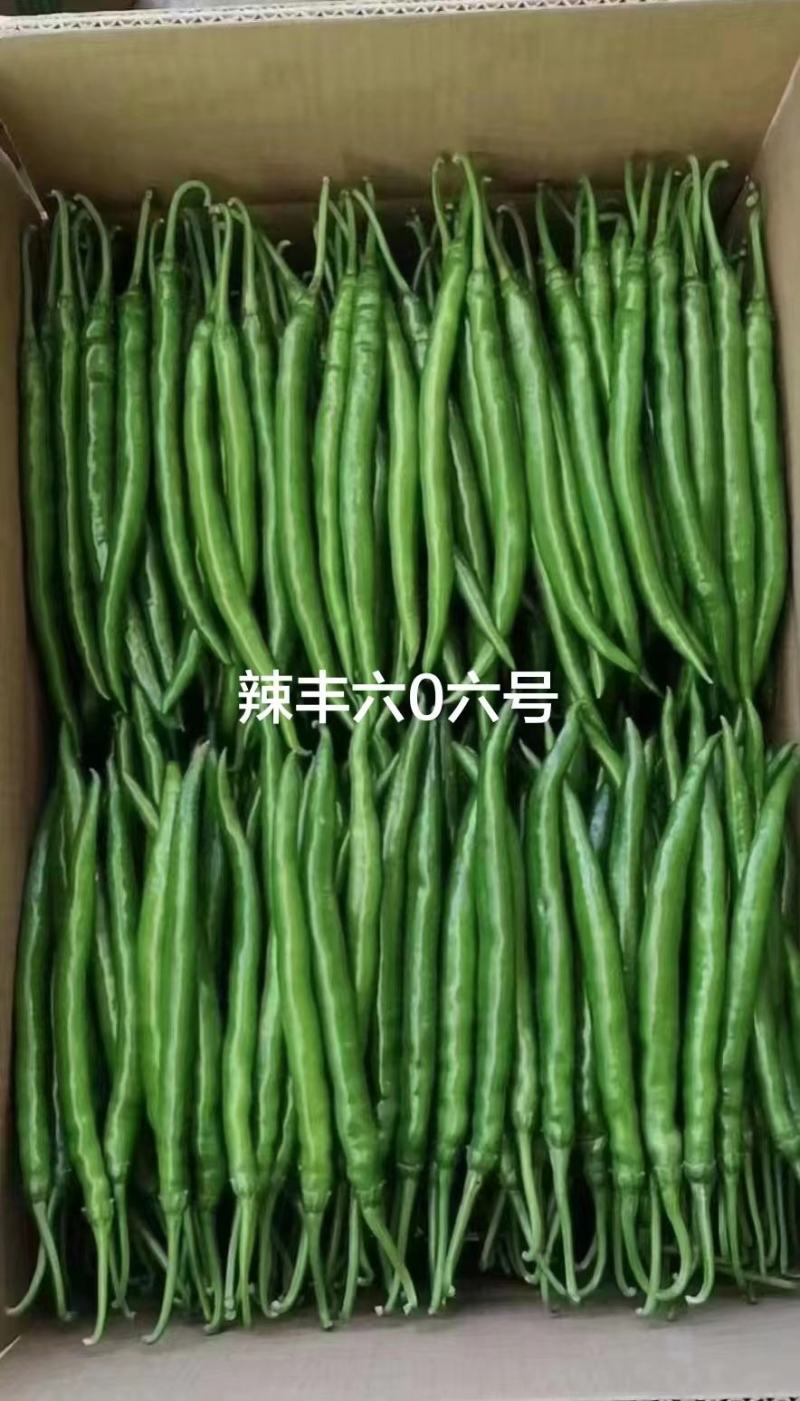 辣丰606号辣椒种子深绿色线椒种子三号椒早熟高产光亮顺直