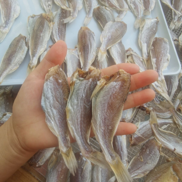 黄花鱼展会地摊电商营小黄花鱼干干鱼
