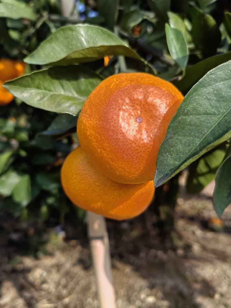 正宗三门县宫川蜜桔，
