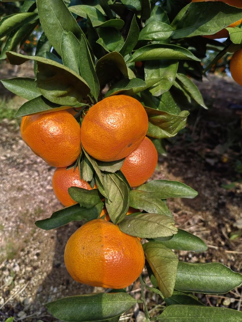 正宗三门县宫川蜜桔，