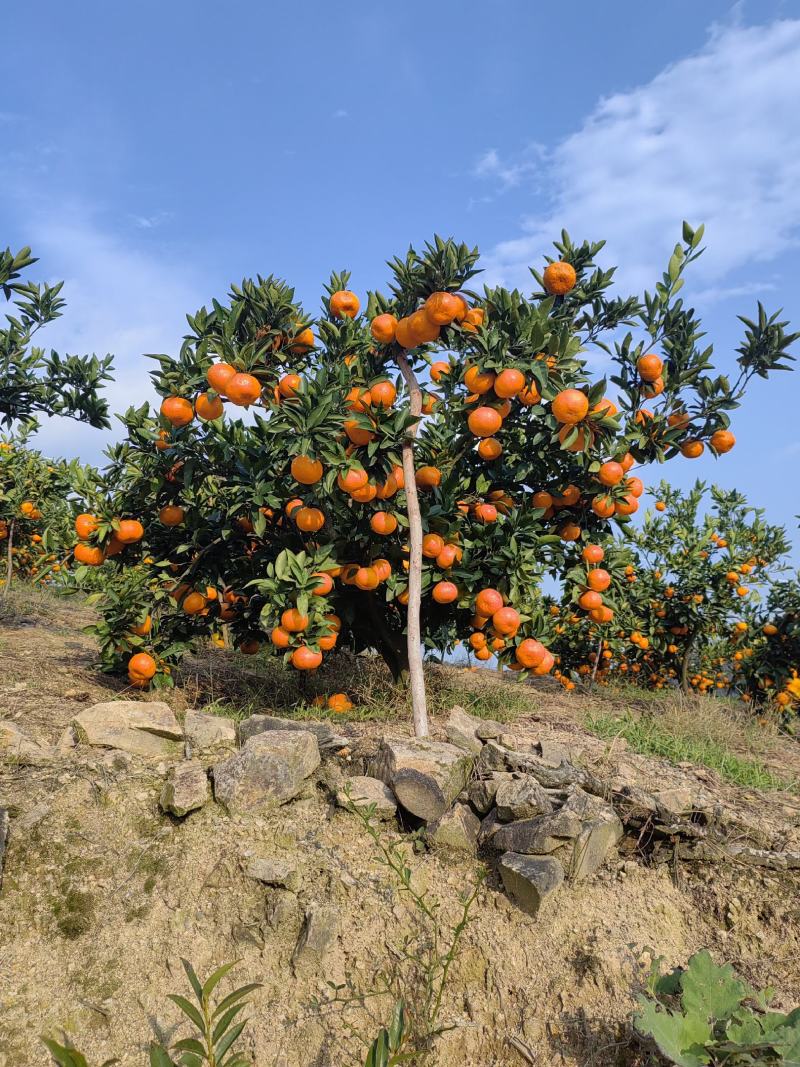 正宗三门县宫川蜜桔，