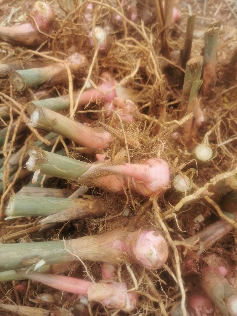 红皮南姜苗，130亩基地大约有120万株苗，约有20万斤