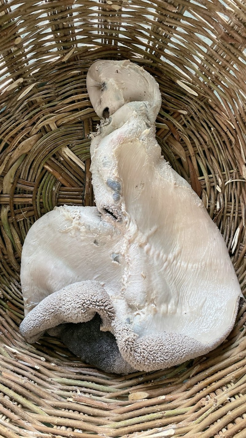 国产纯干水退全熟牛肚厂家直发常年加工大量批发价格便宜