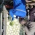 昌黎大白菜大量有货价格美丽