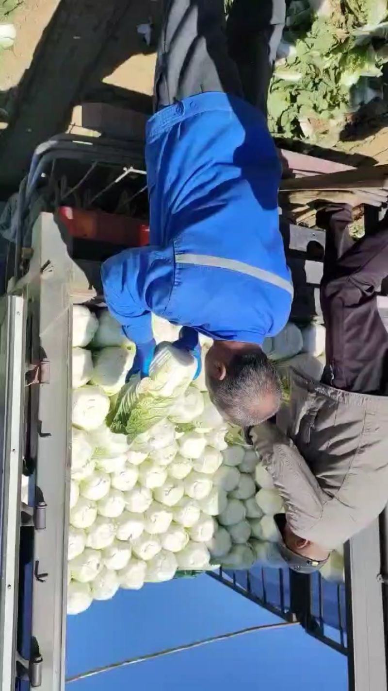昌黎大白菜大量有货价格美丽