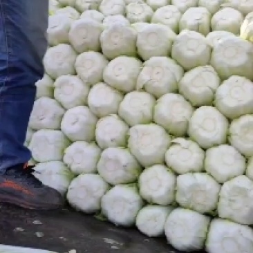 昌黎大白菜大量有货价格美丽