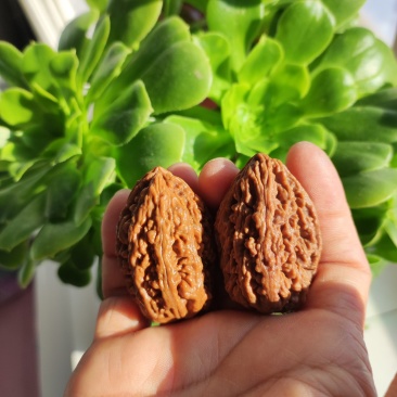 东北秋子，文玩核桃