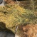 一枝黄花新货上市现货10吨质量优质带根不带根都可以