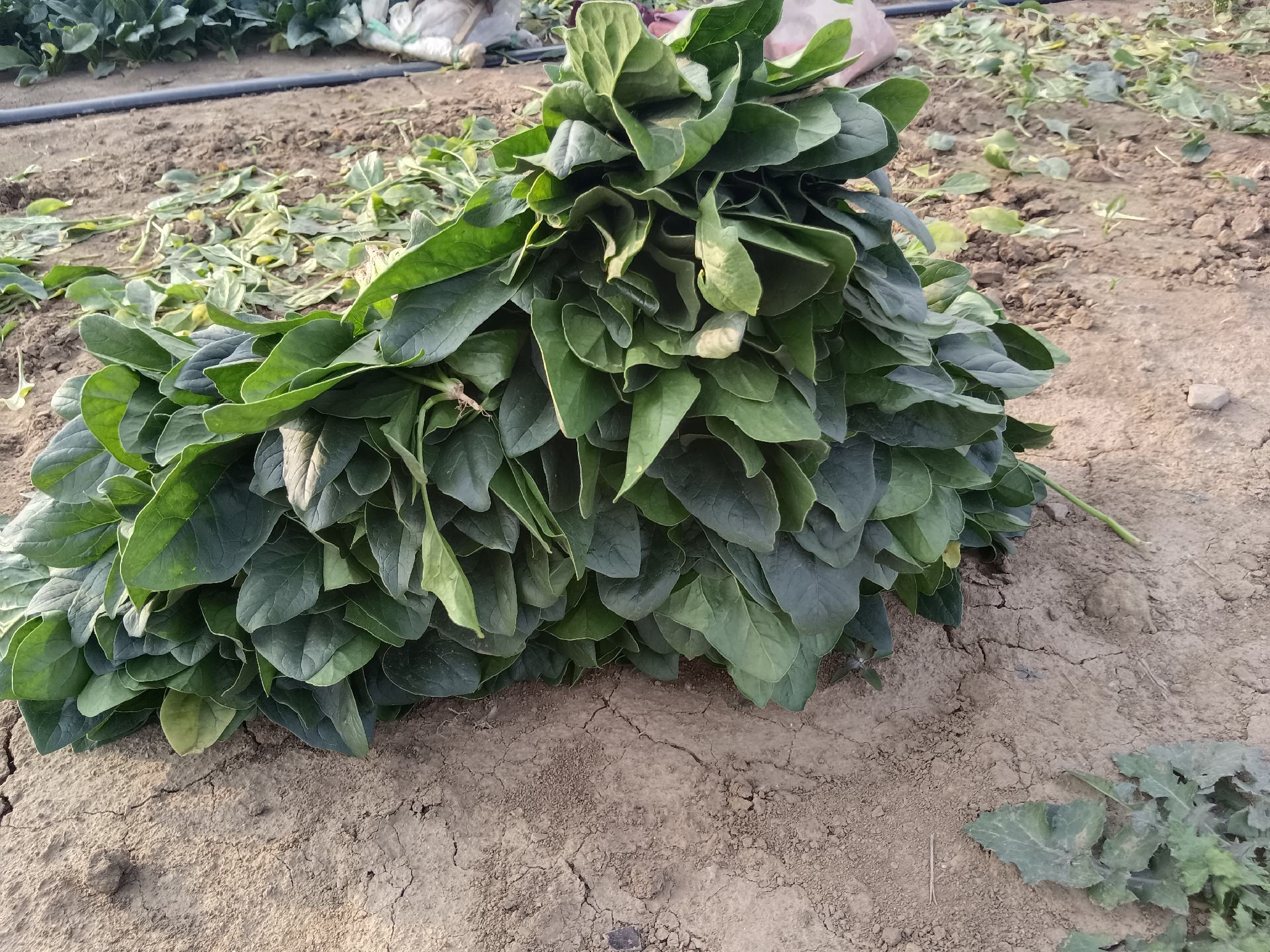 小叶菠菜采收现场图