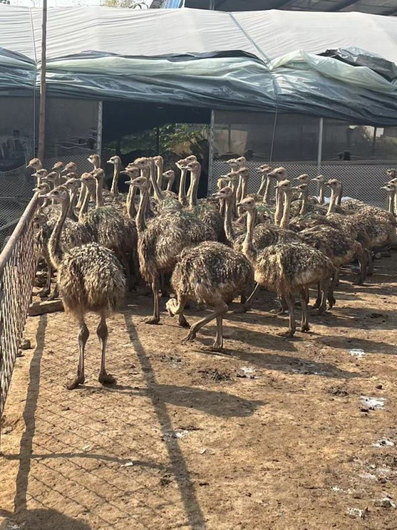 四个月的非洲鸵鸟大量现货公母都有