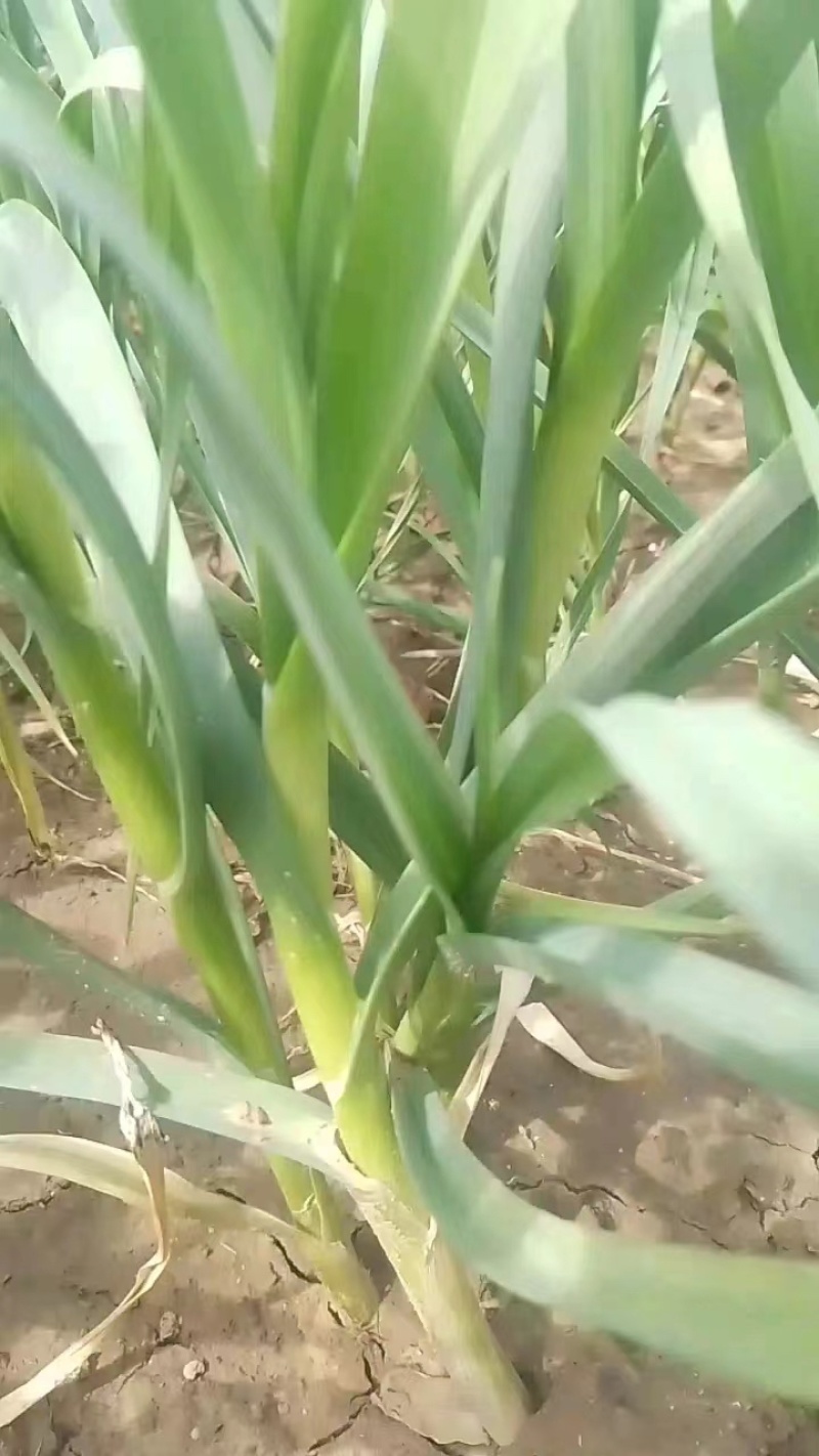 精品红根蒜苗产地直销，一手货源