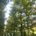 14-18水杉大量供应水杉树，杆直冠圆，支持线上保障交易