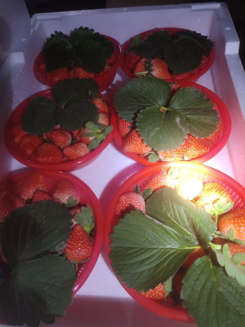 万亩优质草莓基地大量供应草莓，质量好价格低口感甜
