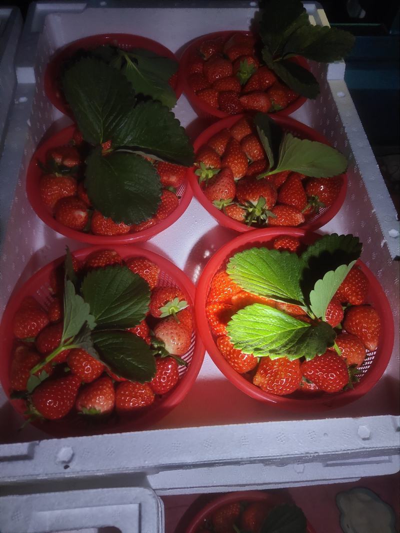 万亩优质草莓基地大量供应草莓，质量好价格低口感甜