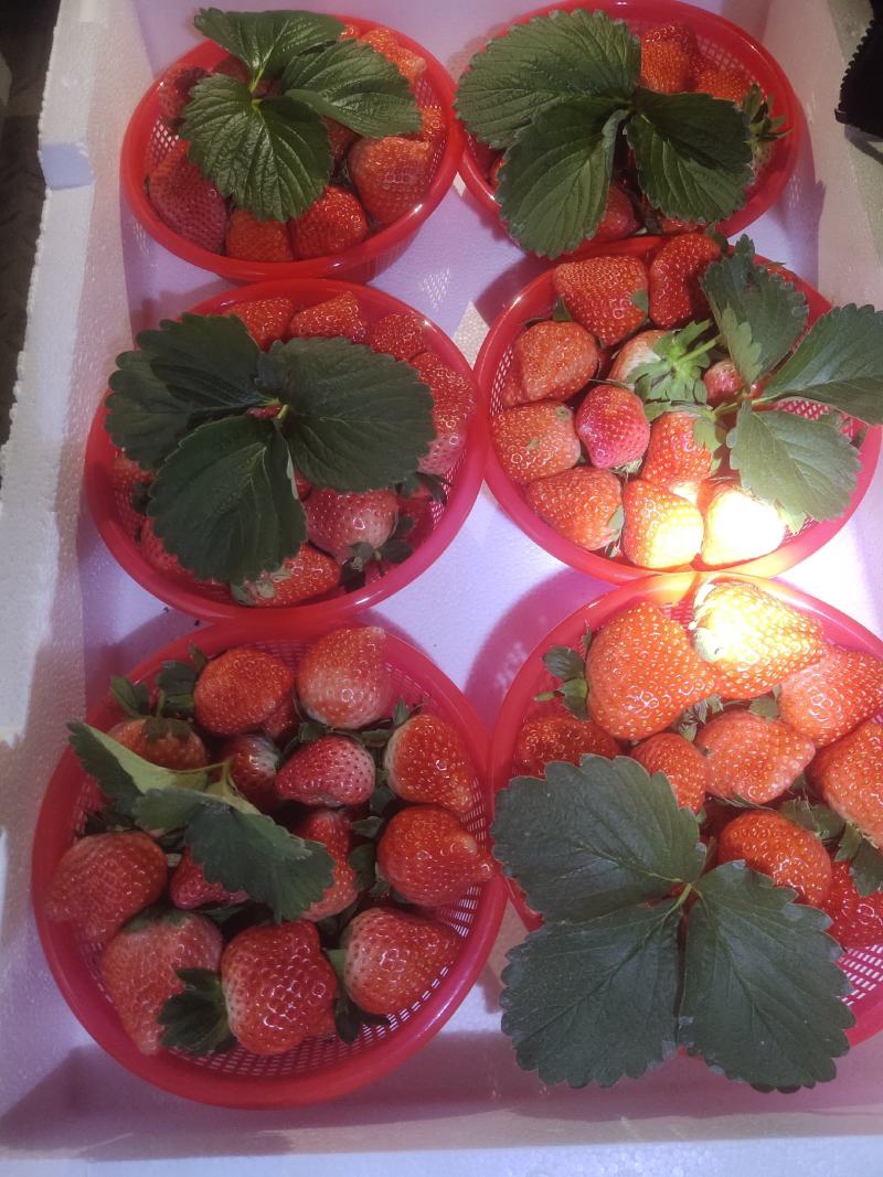 万亩优质草莓基地大量供应草莓，质量好价格低口感甜