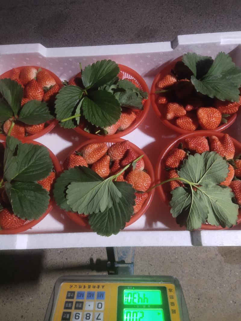 万亩优质草莓基地大量供应草莓，质量好价格低口感甜